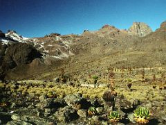 01C Giant Groundsels Dominate The Valley Below Mount Kenya On Descent To Chogoria On The Mount Kenya Trek October 2000